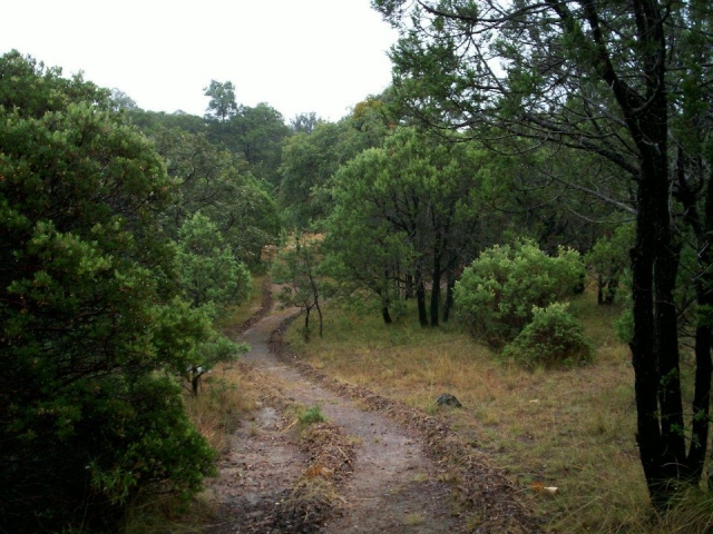 Paisajes boscosos